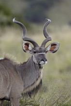 Male Greater Kudu (Tragelaphus Strepsiceros), Mountain Zebra National Park