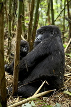 Mountain Gorilla Mother Holding Infant Facing Her, Sabynyo Group, Volcanoes National Park, Rwanda