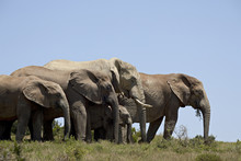 African Elephant (Loxodonta Africana), Addo Elephant National Park