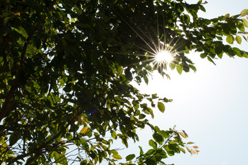 Wall Mural - sun shining through the trees
