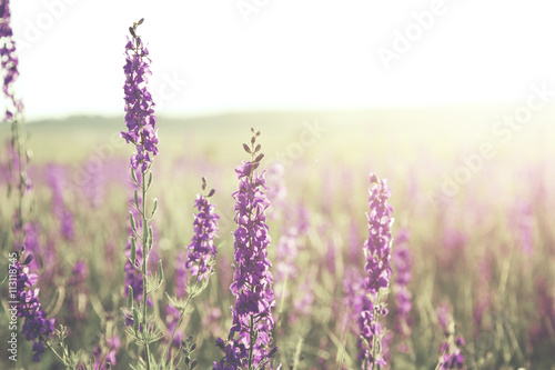 flowers in field