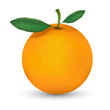 Orange fruit illustration isolate on white background