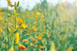 © mamsizz - sunhemp field (crotalaria juncea, Indian hemp). farmer grow sunn hemp field to improve the soil.
