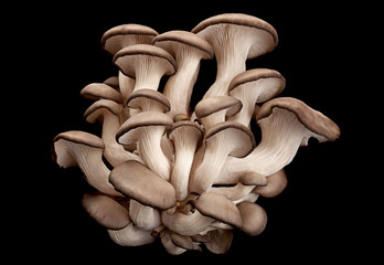 Wall Mural - oyster mushroom on black