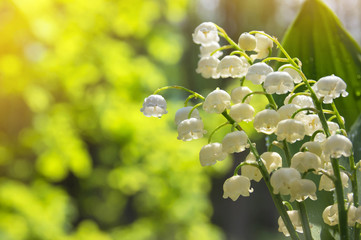 Poster - Spring background with lilies of the valley in drops of water after rain