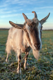 Fototapeta  - Cute and funny goat portrait close-up