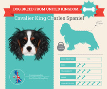 Cavalier King Charles Spaniel Dog Breed Vector Infographics
