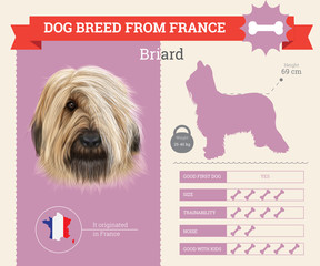 Briard Dog breed vector infographics.