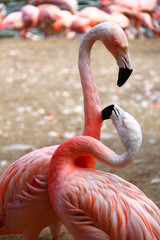 Flamant rose