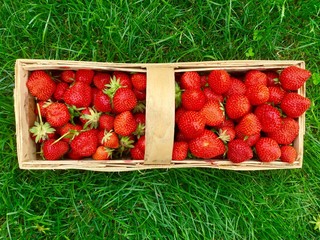 Wall Mural - Beautiful red strawberries