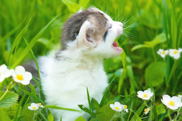Wall Mural - Kitten in the Green Grass in Summer. Beautiful Little Cat with playing Outdoors