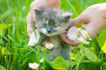 Wall Mural - Kitten in the Green Grass in Summer. Beautiful Little Cat with playing Outdoors