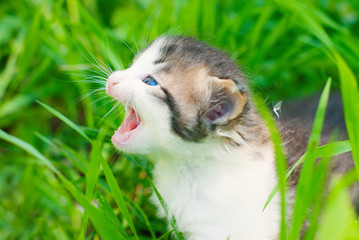 Wall Mural - Kitten in the Green Grass in Summer. Beautiful Little Cat with playing Outdoors