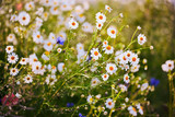 Fototapeta Kwiaty - Polne kwiaty przy polu