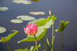 © guziy - природа цветы лотосы