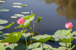© guziy - природа цветы лотосы