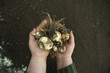 © Cavan Images - Person holding handful of plant bulbs