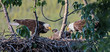Adult bald eagles feeding their chicks