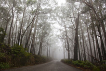 Road In Misty Forest