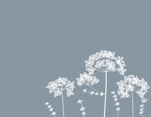 Queen Anne's Lace Flower Baby Breath Floral Free-hand Vector Background