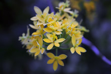 Close Up Of Yellow Flowers