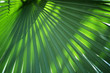 © Cavan Images - Close up of palm leaf
