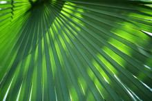 Close Up Of Palm Leaf