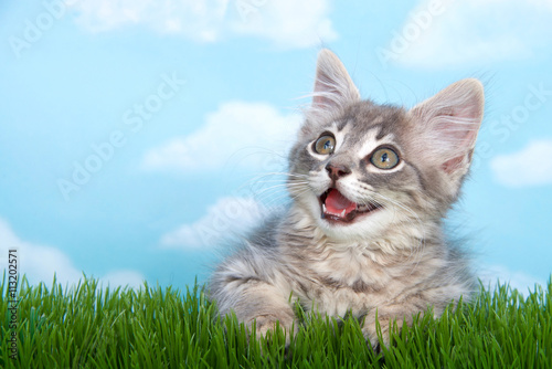 Gray Long Haired Tabby Kitten Mouth Open As If Talking On Long