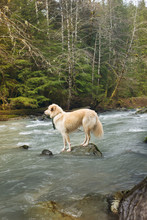 Golden Retriever Standing On Rock In River
