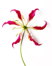 Close-up Of Lily Against White Background