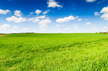 Wall Mural - green field and blue sky