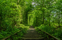 Green Tunnel Of Love Made Without Human Help. Klevan, Ukraine