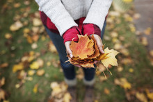 Stack Of Autumn Leaves In Woman's Hands