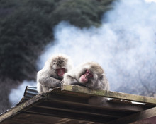 Two Japanese Macaques Resting On Wooden Roof Top