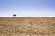 © Cavan Images - Tree on barren field against clear sky