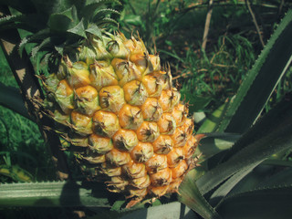 Sticker - Pineapples