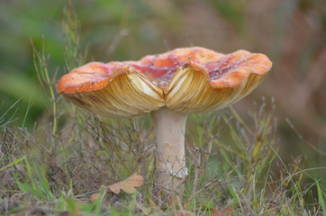 Wall Mural - Red mushroom in forest