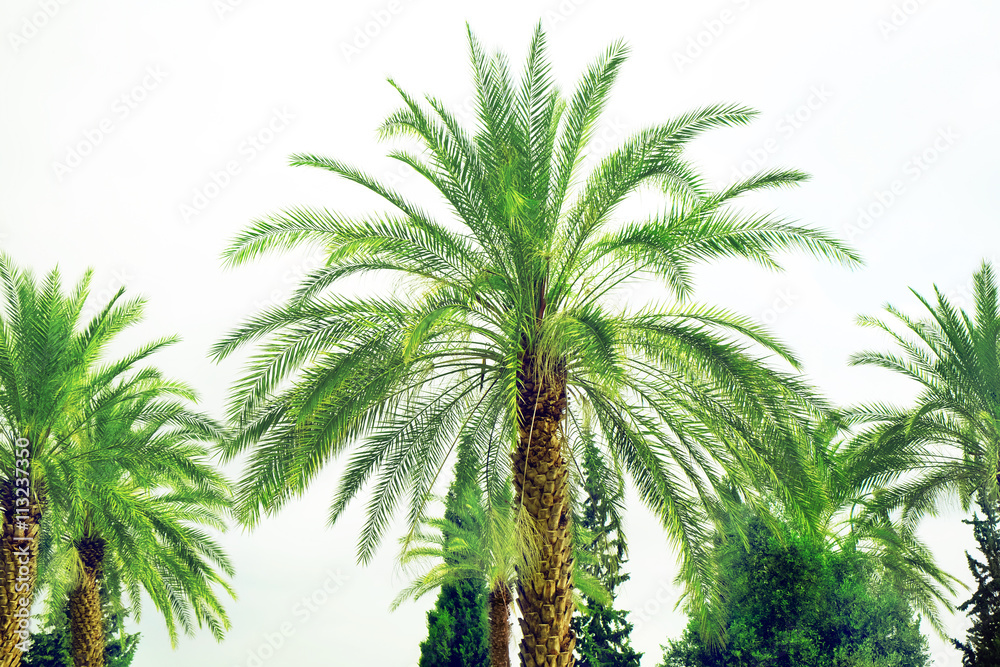 Date palm against the grey sky