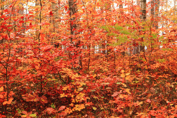 Canvas Print - color autumn forest