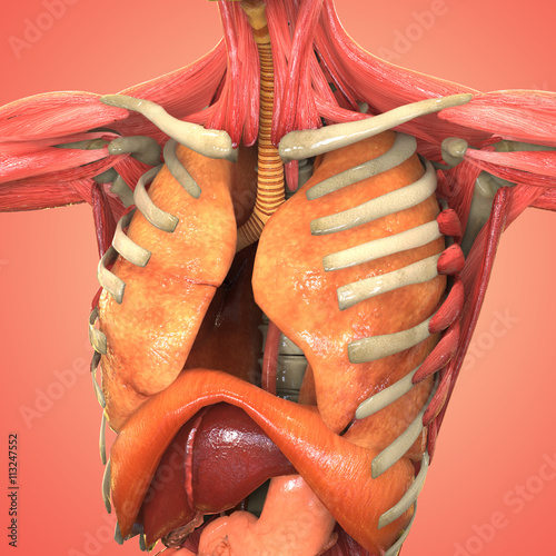 Human Body Organs (Diaphragm, Lungs, Liver, Large and Small Intestine ...