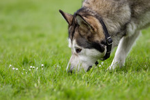Purebred Alaskan Malamute Dog Outdoors In Nature