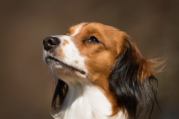 Canvas Print - Kooikerhondje dog outdoors in nature