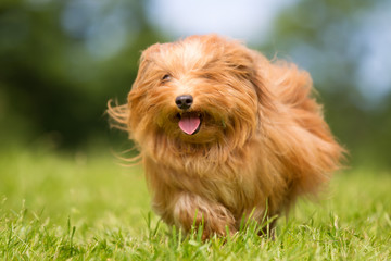 Canvas Print - Happy and smiling dog running