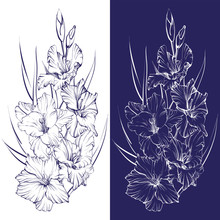 Floral Blooming Gladiolus Hand Drawn Vector Illustration Sketch