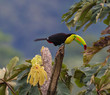 Prettily Perching...A beautiful Keel-billed Toucan in a tree near our home in rural Costa Rica.  Photographed live in the jungle Cloud Forest.