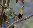 Streeeeetch...A beautiful Keel-billed Toucan in a tree near our home in rural Costa Rica.  Photographed live in the jungle Cloud Forest.