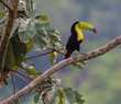 Pretty and Proud...A beautiful Keel-billed Toucan in a tree near our home in rural Costa Rica.  Photographed live in the jungle Cloud Forest.