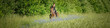 Romantisch - Pferd mit junger Reiterin, Banner