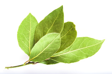 Rama de laurel con hojas secas aislada sobre fondo blanco, otras hierbas y especias para su uso en la cocina