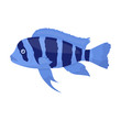 Frontosa Cichlid (Cyphotilapia Frontosa) fish icon cartoon. Singe aquarium fish icon from the sea,ocean life set.